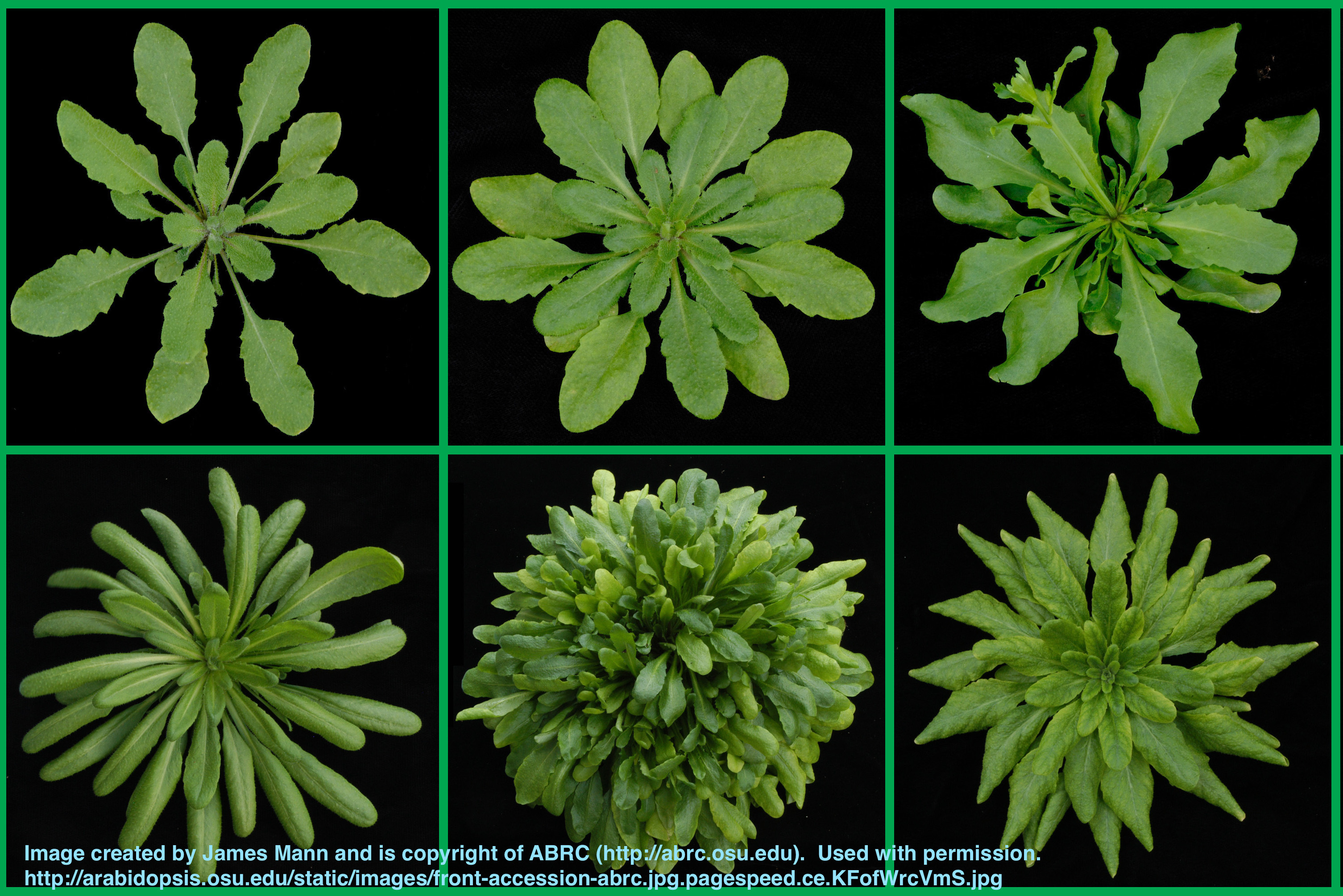 OSU ABRC image from http://arabidopsis.osu.edu/static/images/front-accession-abrc.jpg.pagespeed.ce.KFofWrcVmS.jpg (CC by SA3.0)