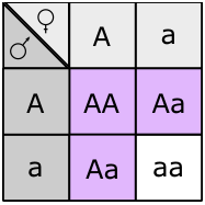 Punnett square showing offspring from two individuals heterozygous for gene A