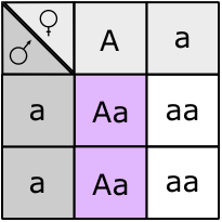 Punnett square showing offspring from a testcross between a tester and a het